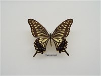 藏品(柑橘鳳蝶)的圖片